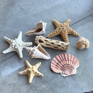 Natural Sea Shell and Starfish Decor Set
